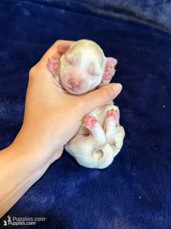 Sterling – Maltipoo puppy for sale in Irvington, KY