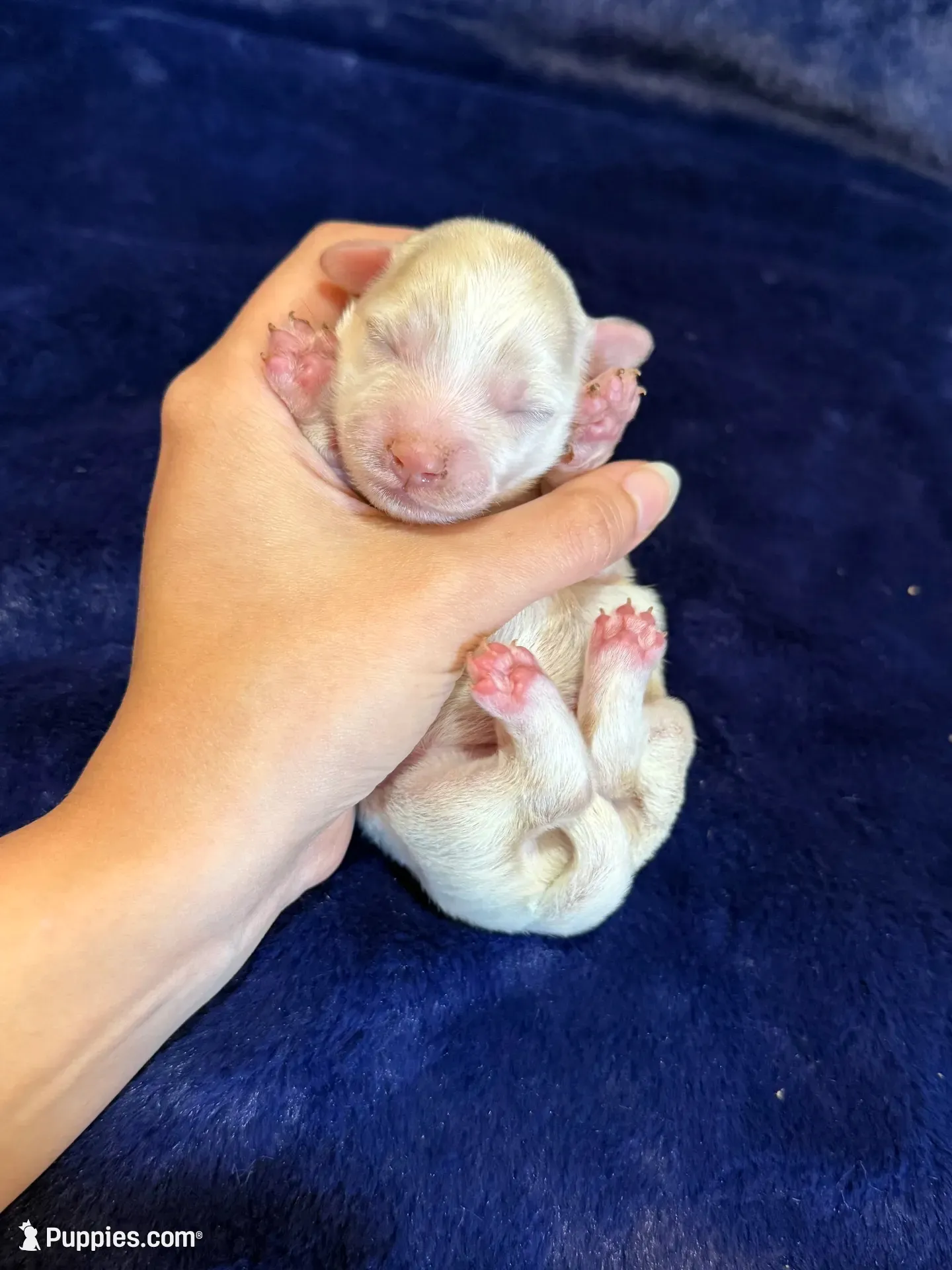 Sterling, a male Maltipoo for sale in Irvington, KY – 1 of 7