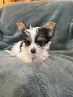 Yoshi, a male Yorkshire Terrier for sale in Irvington, KY – 8 of 10