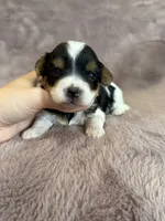 Sandy, a female Yorkshire Terrier for sale in Irvington, KY – 4 of 5