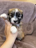 Felicity, a female Maltese and Yorkshire Terrier for sale in Irvington, KY – 7 of 10