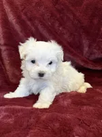 Hannah, a female Maltese for sale in Irvington, KY – 4 of 7