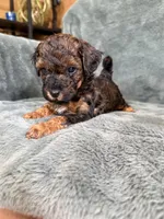 Phantom boy, a male Poodle - Toy  for sale in Irvington, KY – 3 of 10