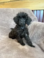 Friskie, a female Poodle - Toy  for sale in Irvington, KY – 2 of 10