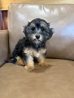 SALE!!! Pixie, a female Yorkipoo for sale in Irvington, KY – 8 of 8