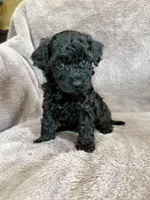 Black girl, a female Poodle - Toy  for sale in Irvington, KY – 7 of 8