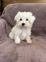 Hannah, a female Maltese for sale in Irvington, KY – 4 of 10