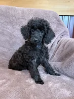 Friskie, a female Poodle - Toy  for sale in Irvington, KY – 4 of 10