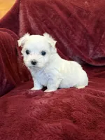 Hazel, a female Maltese for sale in Irvington, KY – 4 of 10