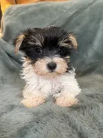 Yarrow, a male Yorkshire Terrier for sale in Irvington, KY – 2 of 6