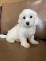 Antonio, a male Maltipoo for sale in Irvington, KY – Photo 1 of 2