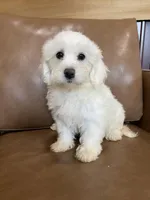 Antonio, a male Maltipoo for sale in Irvington, KY – Photo 2 of 2