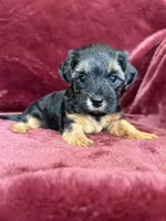 Pixie, a female Yorkipoo for sale in Irvington, KY – 8 of 8