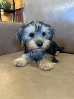 Apollo, a male Yorkshire Terrier for sale in Irvington, KY – 9 of 10