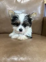 Yuri, a male Yorkshire Terrier for sale in Irvington, KY – 6 of 6