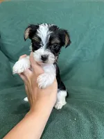 Sammy, a male Yorkshire Terrier for sale in Irvington, KY – 5 of 7