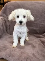 Hannah, a female Maltese for sale in Irvington, KY – 2 of 10
