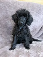 Friskie, a female Poodle - Toy  for sale in Irvington, KY – 5 of 10