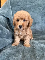 Bark, a male Poodle - Toy  for sale in Irvington, KY – 2 of 7