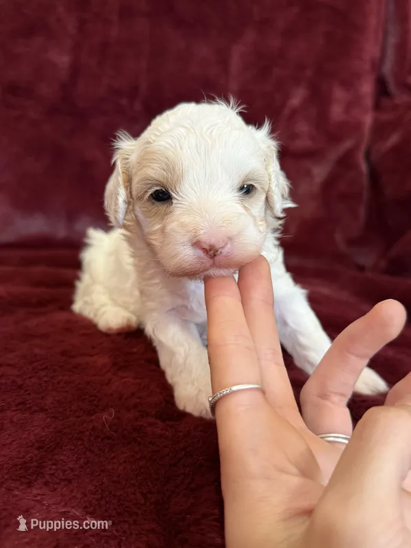 Juno – Maltipoo puppy for sale in Irvington, KY