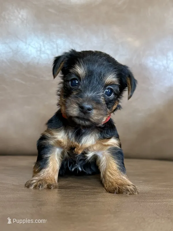 Beau – Yorkshire Terrier puppy for sale in Irvington, KY