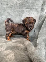 Phantom boy, a male Poodle - Toy  for sale in Irvington, KY – 10 of 10