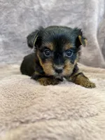 Dandelion, a female Yorkshire Terrier for sale in Irvington, KY – 2 of 9