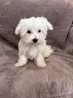 Hannah, a female Maltese for sale in Irvington, KY – 9 of 10