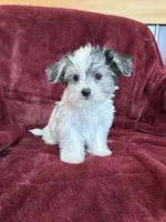 Cleo, a female Morkie for sale in Irvington, KY – 1 of 9