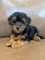 Petey, a male Yorkipoo for sale in Irvington, KY – 2 of 10