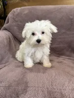 Hannah, a female Maltese for sale in Irvington, KY – 5 of 10
