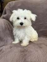 Hannah, a female Maltese for sale in Irvington, KY – 10 of 10