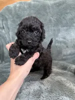Black boy, a male Poodle - Toy  for sale in Irvington, KY – 5 of 10