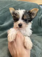 Yoshi, a male Yorkshire Terrier for sale in Irvington, KY – 4 of 10