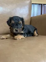 Petey, a male Yorkipoo for sale in Irvington, KY – 4 of 6