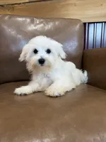 Hazel, a female Maltese for sale in Irvington, KY – 2 of 10
