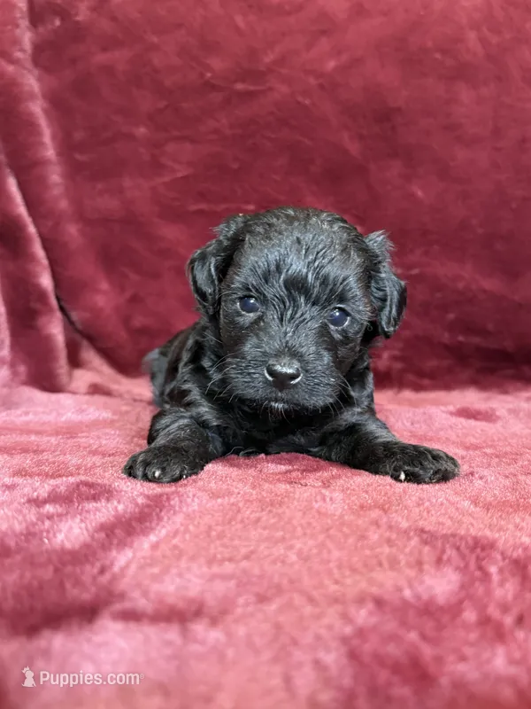 Pearl – Yorkipoo puppy for sale in Irvington, KY