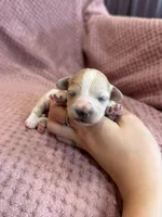 Dewdrop, a male Maltipoo for sale in Irvington, KY – 3 of 6