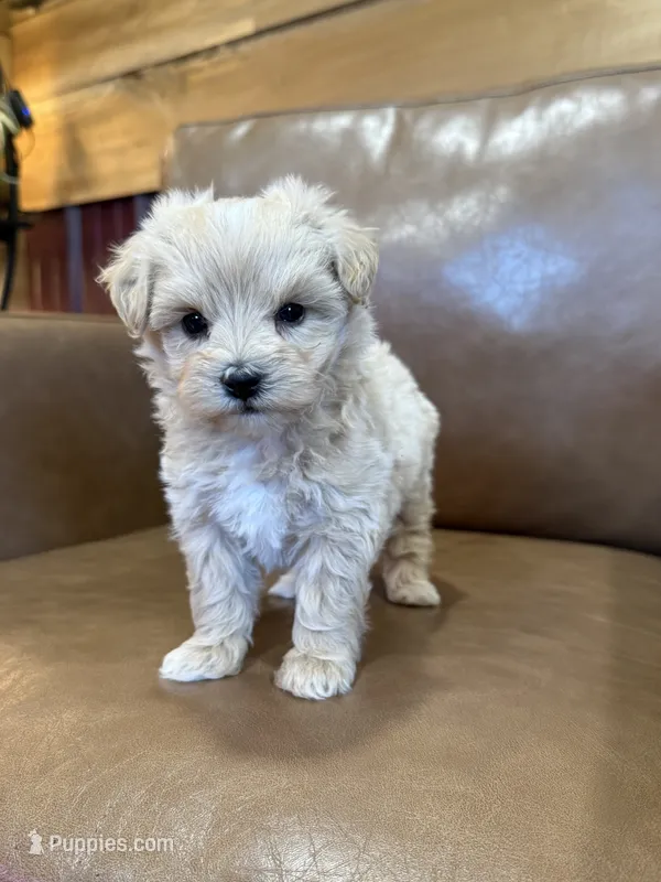 Tiana – Maltipoo puppy for sale in Irvington, KY