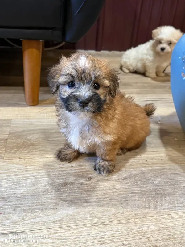 Fannie – Maltese, Yorkshire Terrier puppy for sale in Irvington, KY
