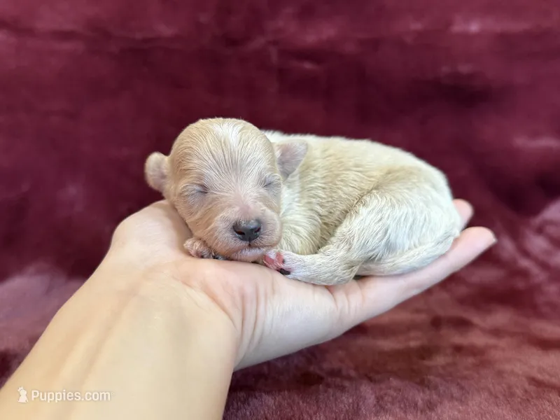 Tiana – Maltipoo puppy for sale in Irvington, KY