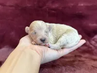 Tiana, a female Maltipoo for sale in Irvington, KY – Photo 1 of 7