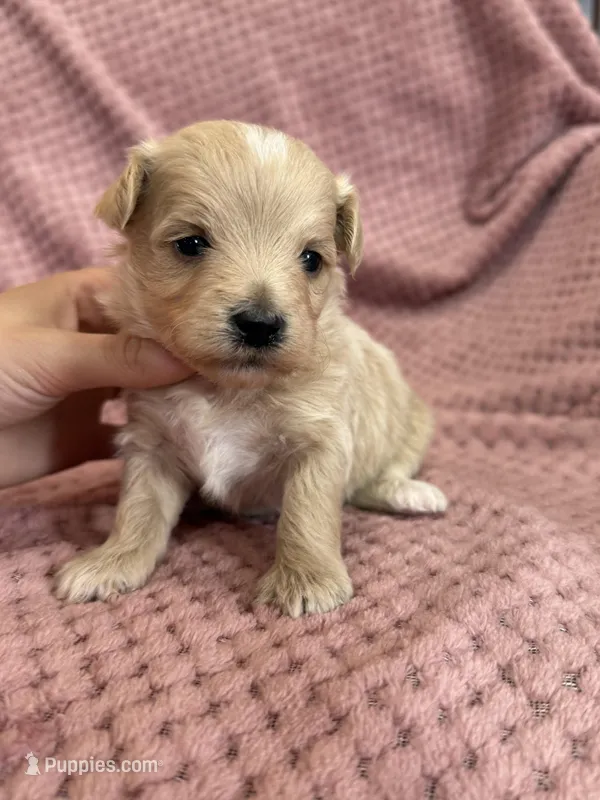 Tiana – Maltipoo puppy for sale in Irvington, KY