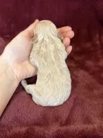 Tiana, a female Maltipoo for sale in Irvington, KY – Photo 7 of 7