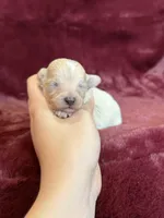 Tiana, a female Maltipoo for sale in Irvington, KY – Photo 3 of 7