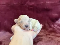 Tiana, a female Maltipoo for sale in Irvington, KY – Photo 4 of 7