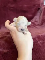 Tiana, a female Maltipoo for sale in Irvington, KY – Photo 2 of 7