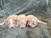 Tiana, a female Maltipoo for sale in Irvington, KY – Photo 5 of 7