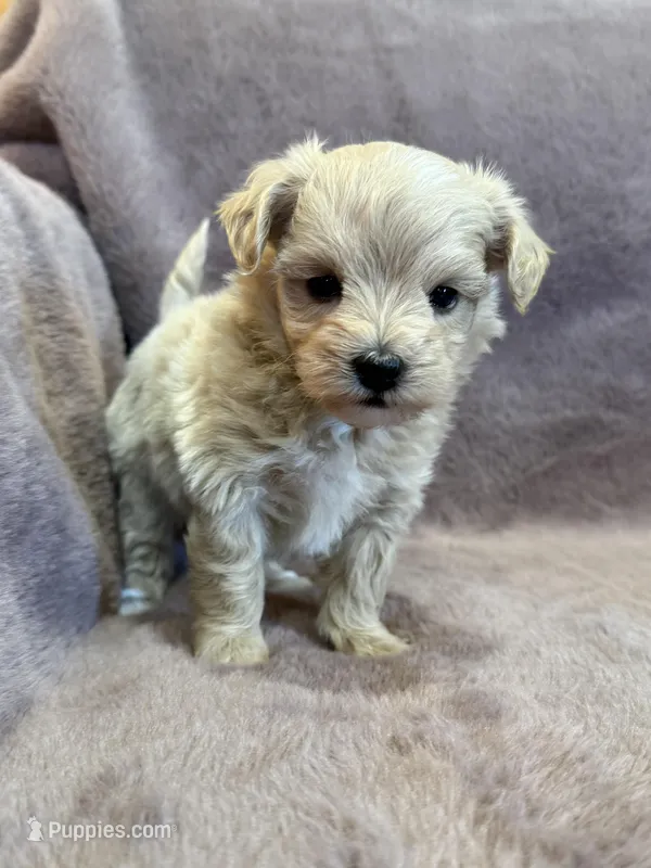 Tiana – Maltipoo puppy for sale in Irvington, KY