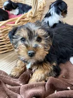 Gavin, a male Yorkshire Terrier for sale in Irvington, KY – Photo 1 of 10